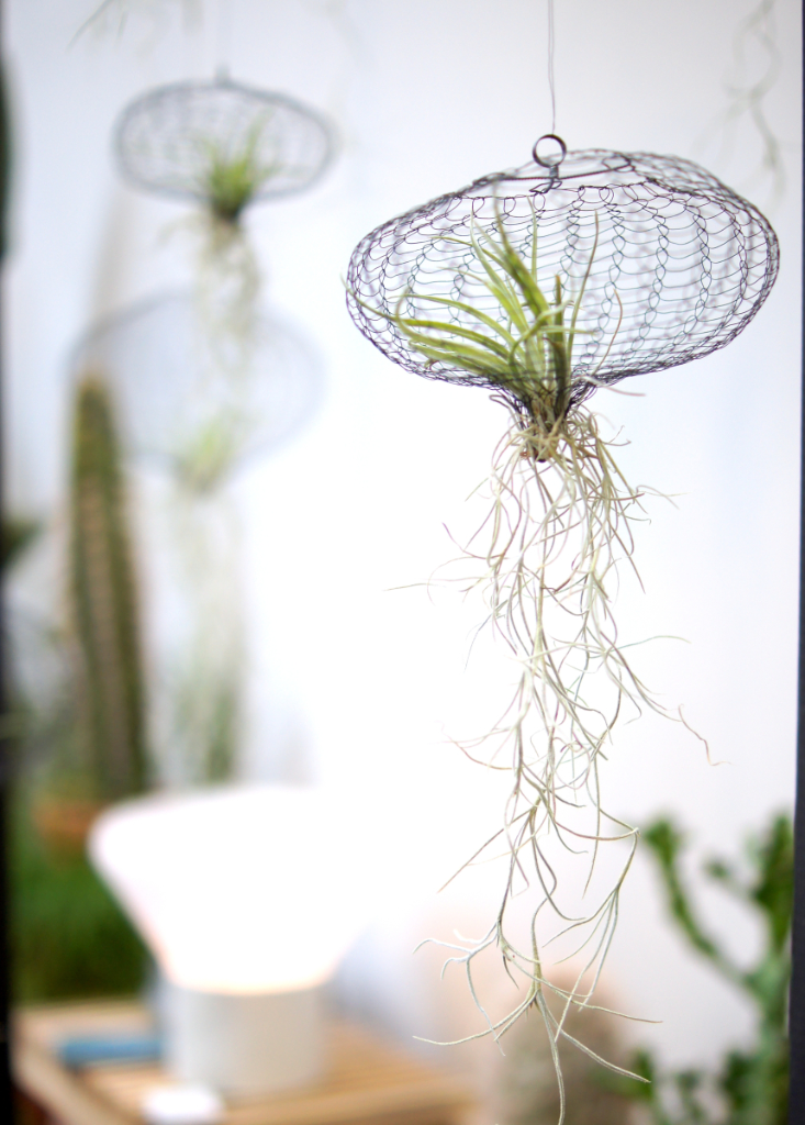 Airplants imm cologne 2017