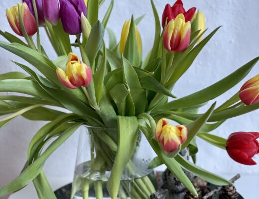 Freitagstipps Tulpen