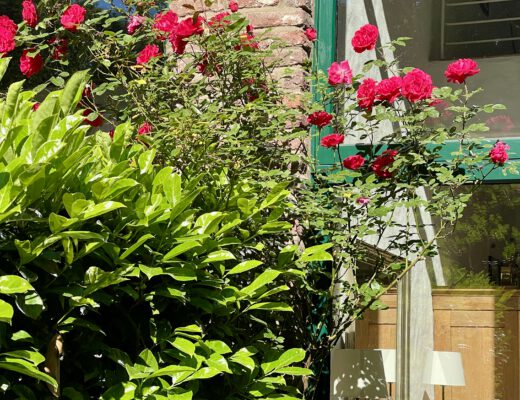 Freitagstipps Garten