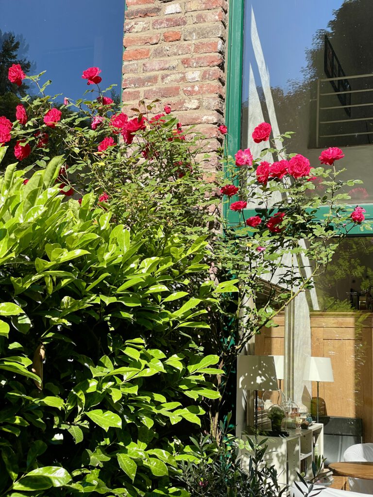 Freitagstipps Garten