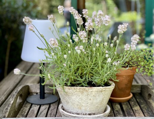 Freitagstipps Blumen Sommer