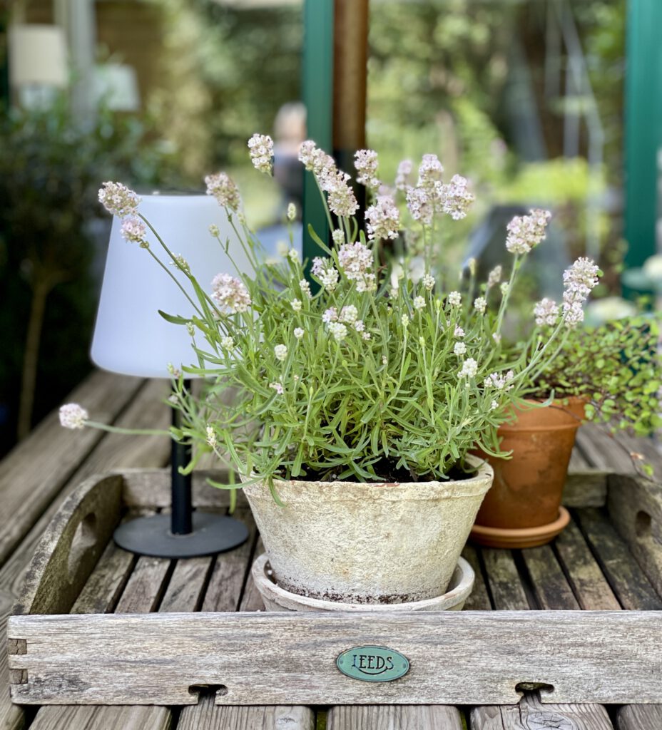 Freitagstipps Blumen Sommer