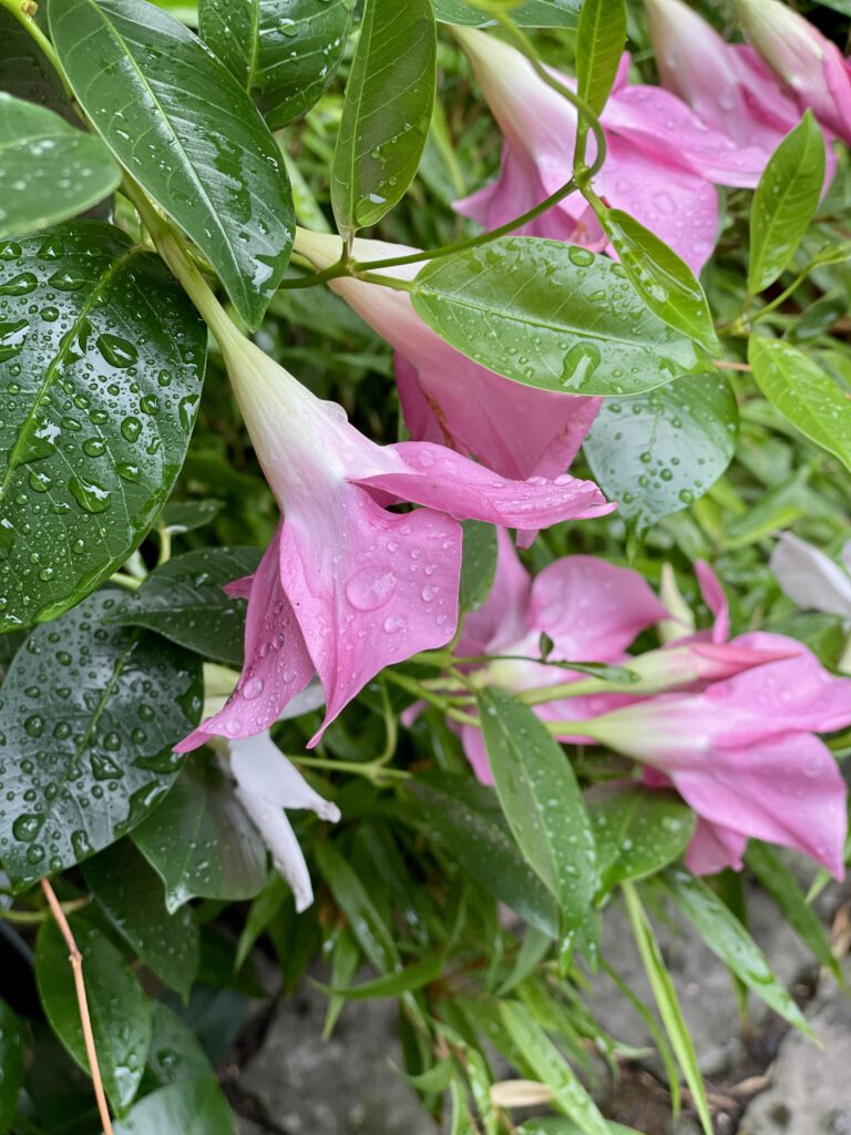 Freitagstipps Blumen