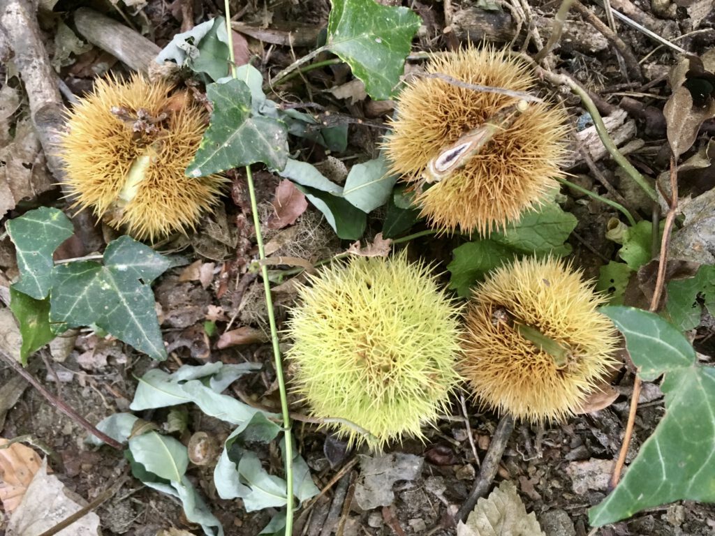 Freitagstipps Herbst Kastanien