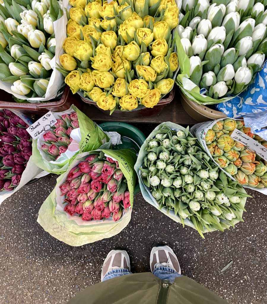 Freitagstipps Tulpen