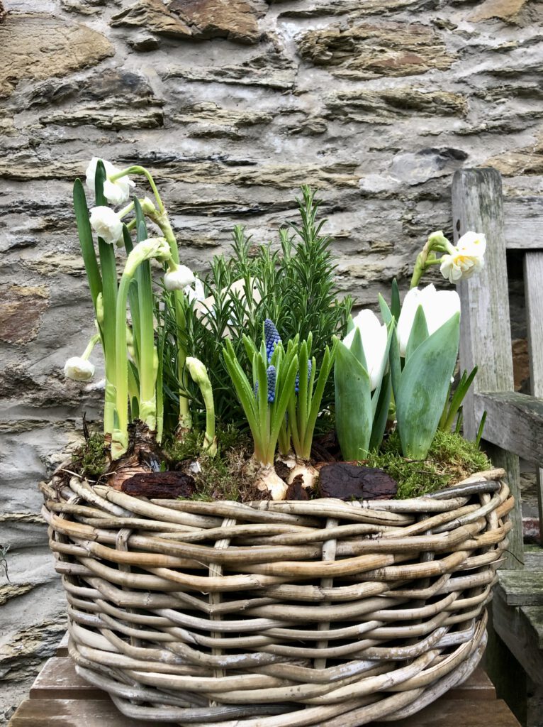 Freitagstipps Schneeglöckchen