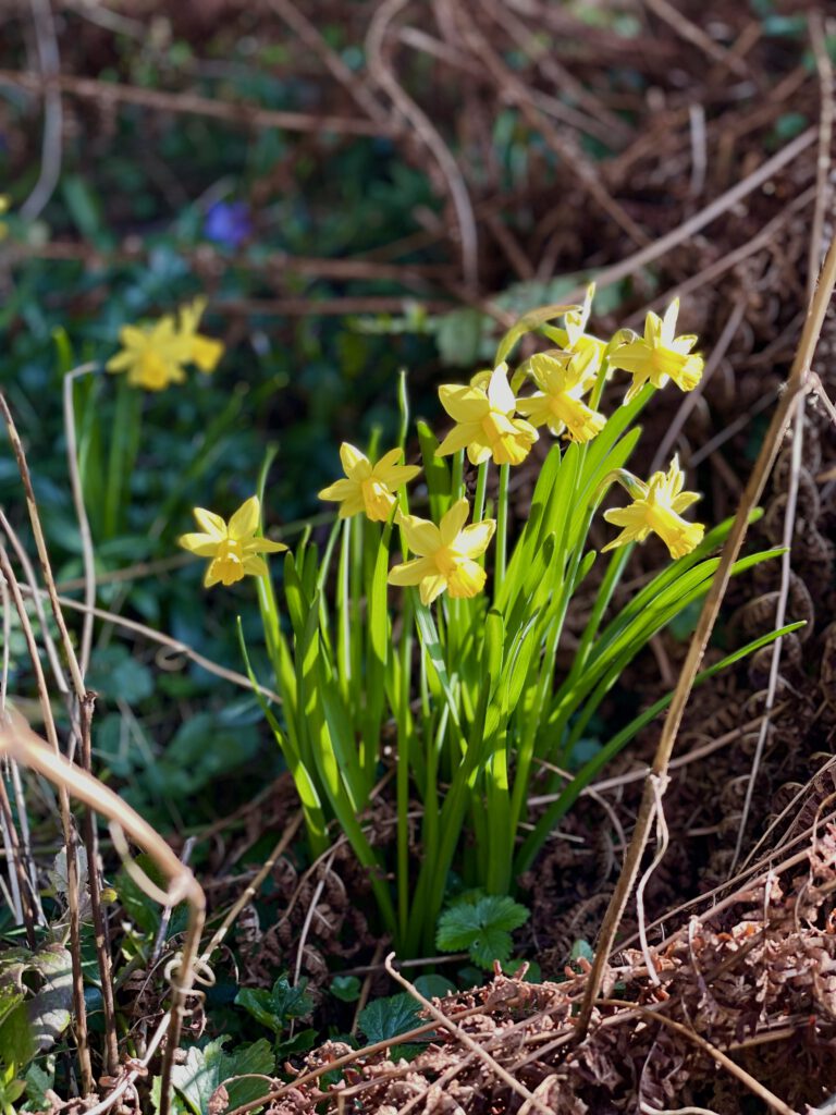 Freitagstipps Frühling Garten