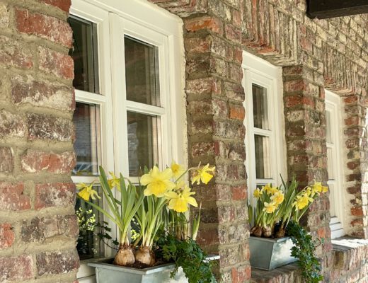 Freitagstipps Narzissen