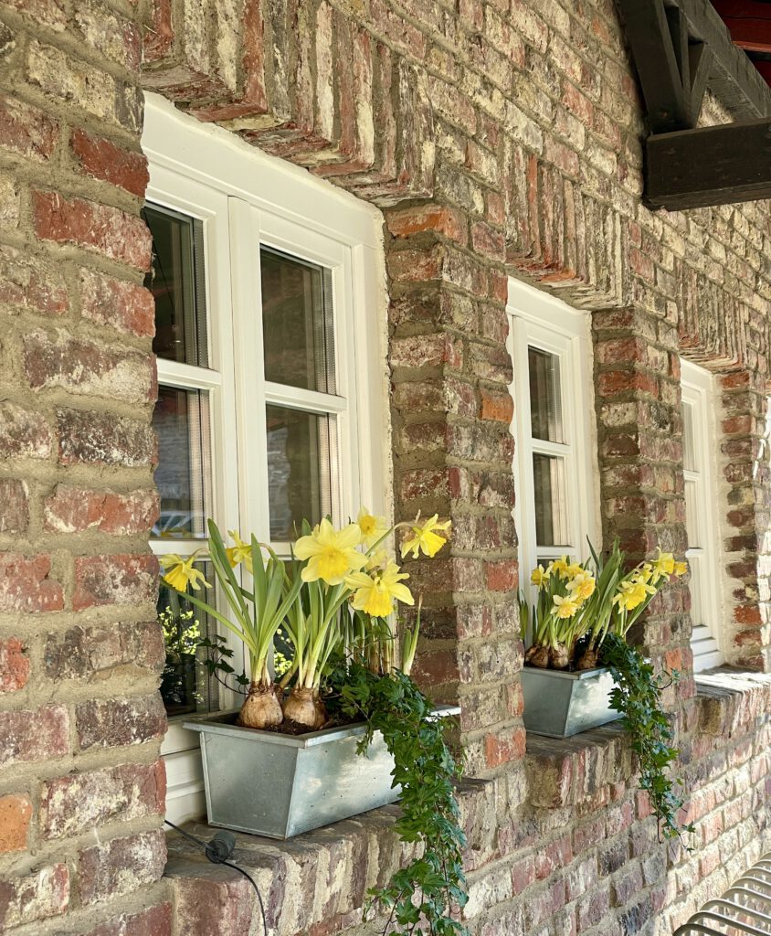 Freitagstipps Narzissen