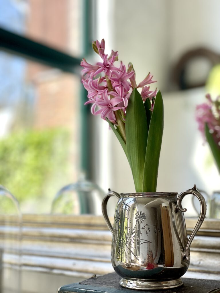 Freitagstipps Narzissen