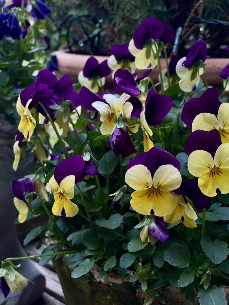 Freitagstipps Stiefmütterchen