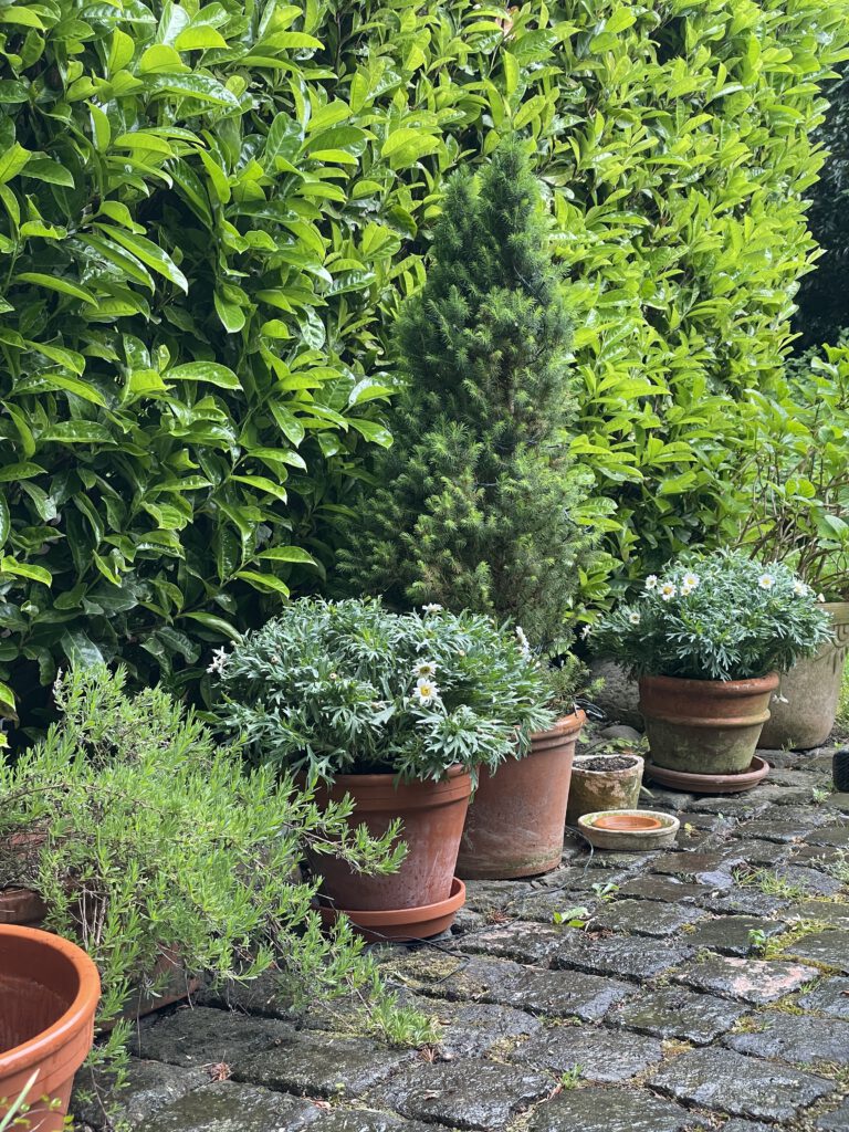 Freitagstipps Mai Garten