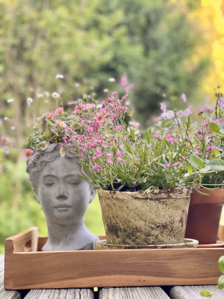 Freitagstipps Juni Blumen