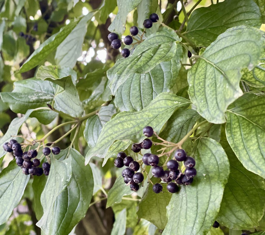 Freitagstipps September Beeren