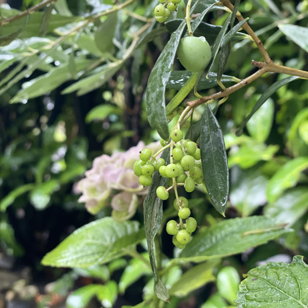 Freitagstipps Olivenbaum